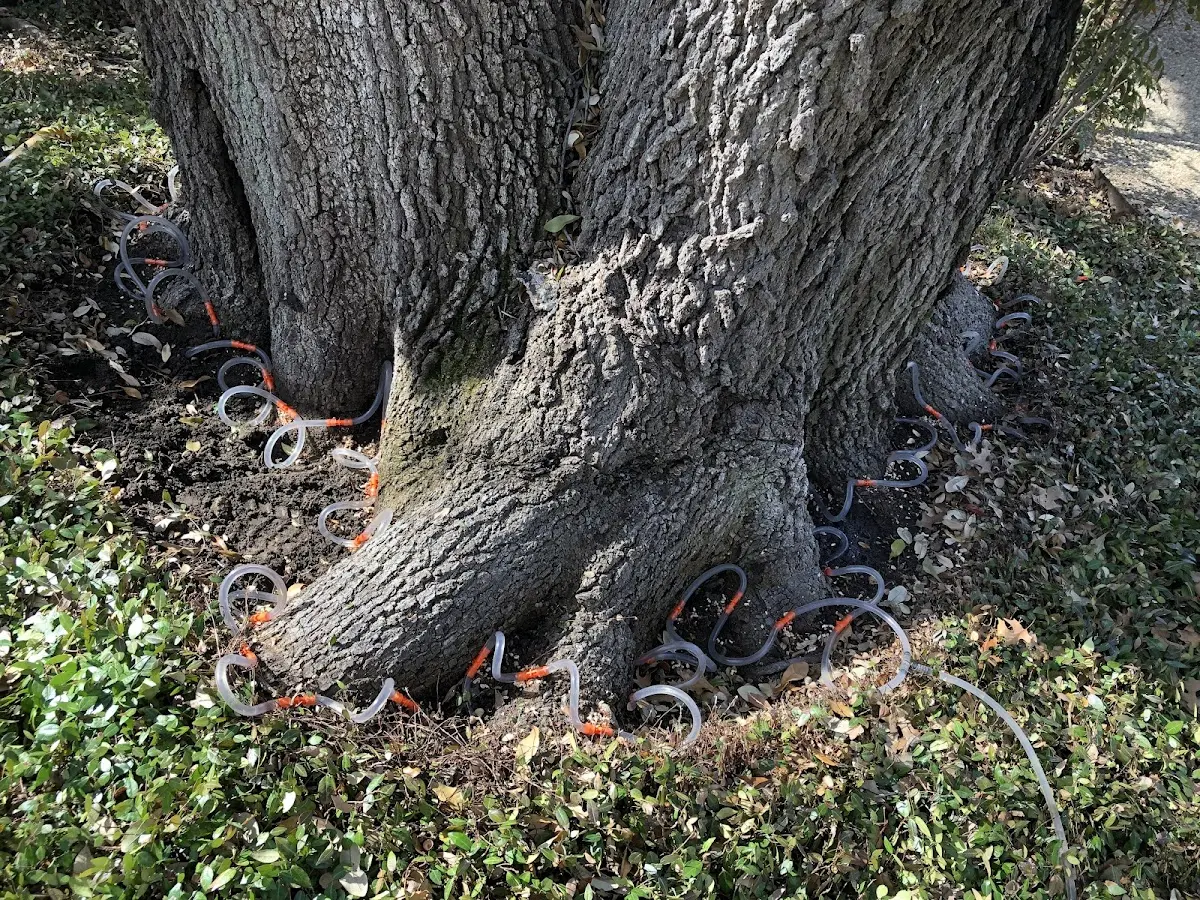Detailed Tree Cabling and Bracing job site in Sachse